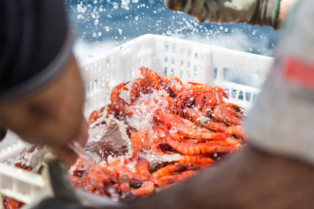 Gambas de palamós